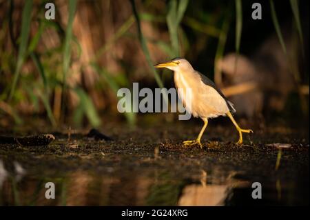 Portrait du petit Blongios (Ixobrychus minutus) Un matin ensoleillé en été à Vienne (Autriche) Banque D'Images