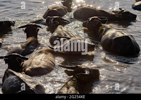 Troupeau de buffles nageant dans le lac Nong Han, Sakon Nakhon, Thaïlande Banque D'Images