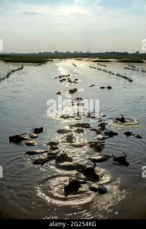 Troupeau de buffles nageant dans le lac Nong Han, Sakon Nakhon, Thaïlande Banque D'Images