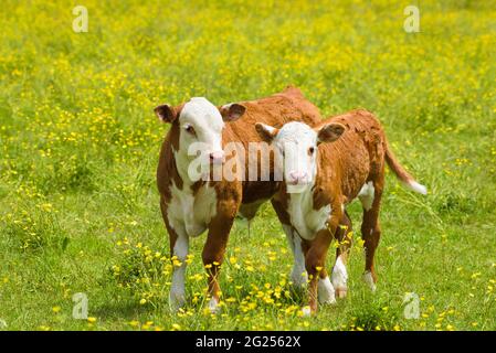 Deux jeunes de Hereford élèvent des veaux dans un champ d'herbe avec des butterbutcups sauvages tandis que les deux marchent vers l'avant Banque D'Images