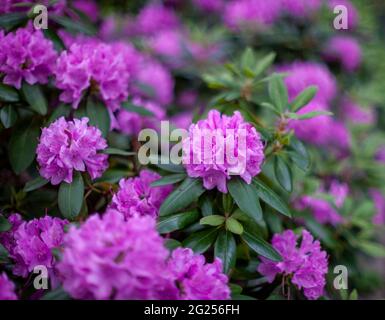 Des rhododendrons dans le quartier de Chelsea, à New York, sont vus le vendredi 28 mai 2021. (© Richard B. Levine) Banque D'Images