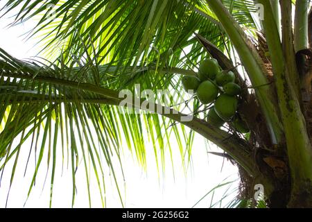 dessus de cocotier avec bouquet de noix de coco tendre dans fond lumineux de soleil Banque D'Images