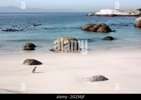 Jackass pingouin marchant sur la plage de Boulder, Simon's Town, Western Cape, Afrique du Sud Banque D'Images