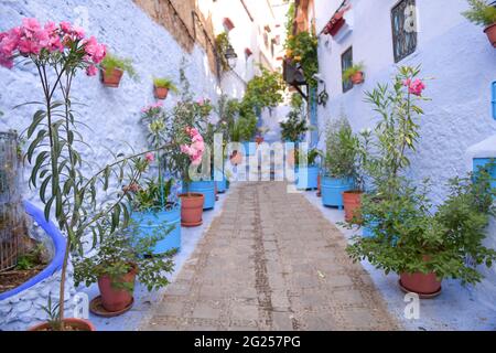 Pots de fleurs bordant une rue de la ville, Chefchaouen, Maroc Banque D'Images