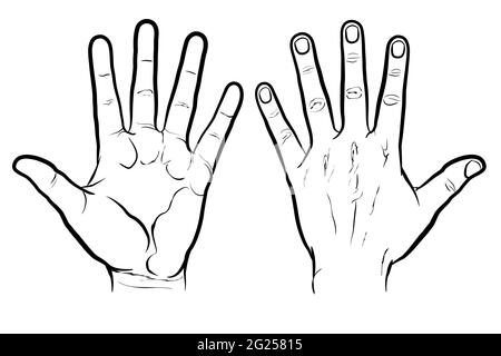 Avant et arrière de la main, version contour. Dessin vectoriel plat isolé sur fond blanc, EPS 8. Illustration de Vecteur