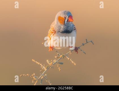 Zébra finch mâle (Taeniopygia guttata) perchée sur la branche, Australie Banque D'Images