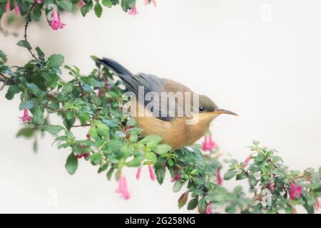 Oiseau de l'est (Acanthorhynchus tenuirostris) perché dans le Bush de Fuchsia microphylla, en Australie Banque D'Images