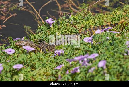 Le lézard de surveillance du Nil varanus niloticus se cachant sur le bord de la terre humide de rive de rivière dans les roseaux d'herbe Banque D'Images