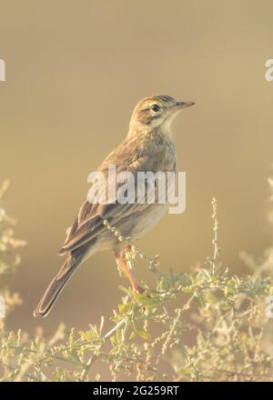 Oiseau pipit Australasien (Anthus novaeseelandiae) perché sur un arbuste, Australie Banque D'Images