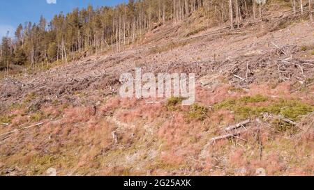 Vue aérienne des forêts indigènes récemment décortiquées par Natural Resources Wales, autour du réservoir Llyn Brianne Banque D'Images