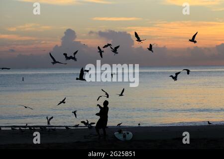 Miami-Sunny Isles-USA- 2-01-2016- Un homme nourrit quelques oiseaux de mer à l'aube sur la plage à Sunny Isles à Miami.FL. © JOSE ISAAC BULA URRUITA. Banque D'Images