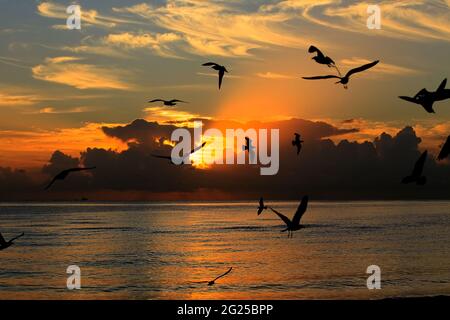 Miami-Sunny Isles-USA- 2-01-2016- les oiseaux de mer volent à l'aube au-dessus de Sunny Isles Beach à Miami.FL. © JOSE ISAAC BULA URRUITA. Banque D'Images