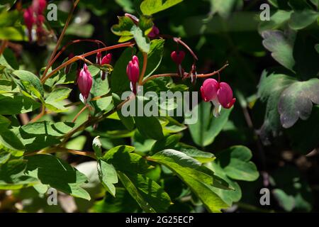 lamprocapnos spectabilis aussi appelé lyre fleur en fleur avec belle forme de chaleur fleurs roses Banque D'Images