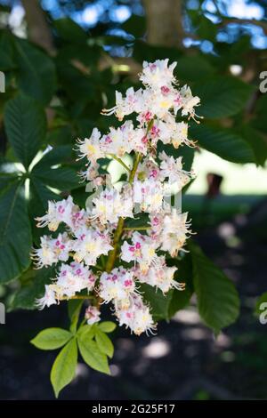 Fleur de châtaignier, Aesculus hippocastanum vu en mai, Angleterre Royaume-Uni Banque D'Images