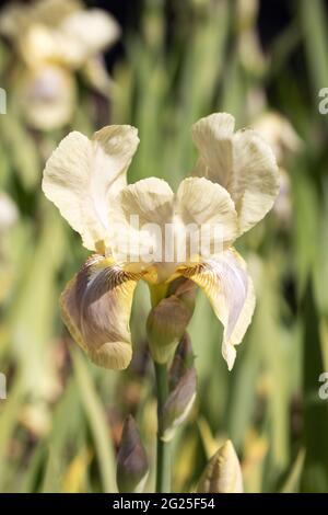 Variété Iris Cleo Murrell, un grand iris jaune fleurissant dans un jardin au printemps, Suffolk UK Banque D'Images