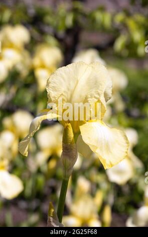 Iris Variety Desert Song, un grand iris jaune fleurissant dans un jardin au printemps, Suffolk UK Banque D'Images