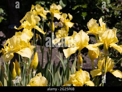 Iris Golden Planet, un grand iris barbu jaune fleurissant au printemps, Suffolk UK Banque D'Images