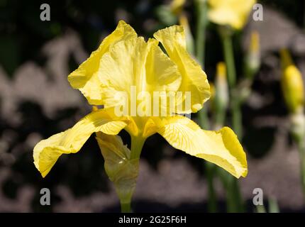 Iris Golden Planet, un grand iris barbu jaune fleurissant au printemps, Suffolk UK Banque D'Images
