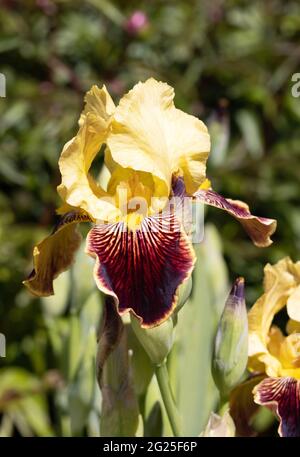 Fleurs d'iris, variété Iris High Command, floraison dans un jardin au printemps, Royaume-Uni Banque D'Images