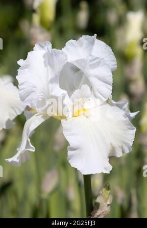 Iris, variété White Cliffs of Dover, iris blanc fleuri au printemps au Royaume-Uni Banque D'Images