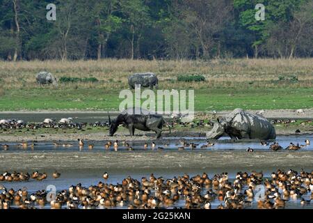 Vue sur le sanctuaire de la faune de Pobitora avec le Buffalo aquatique asiatique, le rhinocéros de Greater One Horned et différentes espèces d'oiseaux migrateurs Banque D'Images