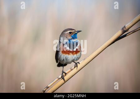 Petit oiseau de la Bluethroat mâle dans des roseaux secs sur fond de nature Banque D'Images