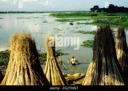 Des cônes de jute, la «fibre dorée» du Bangladesh, sont séchés le long des rives du Padma, après récolte par les agriculteurs. Le jute est l'une des fibres naturelles importantes après le coton en termes de culture et d'utilisation. La culture dépend du climat, de la saison et du sol. Près de 85 % de la culture du jute dans le monde est concentrée dans le delta du Gange. Cette région géographique fertile est partagée à la fois par le Bangladesh et l'Inde. Environ quatre mois après la plantation, la récolte commence. Sa culture a diminué avec plus de terres utilisées pour la culture du paddy et la demande a été remplacée par du plastique. Comment Banque D'Images