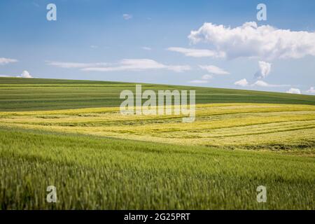 '50 nuancess' vert - zones avec différentes céréales, orge et blé sur fond de ciel bleu avec des nuages blancs Banque D'Images