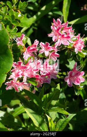 azalea floraison au printemps avec de belles fleurs roses vit de préférence dans l'ombre partielle près de l'arbre Banque D'Images