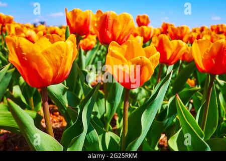 Vue rapprochée des tulipes orange-rouge vif sur le terrain, arboretum Dobropark, région de Kiev, Ukraine Banque D'Images