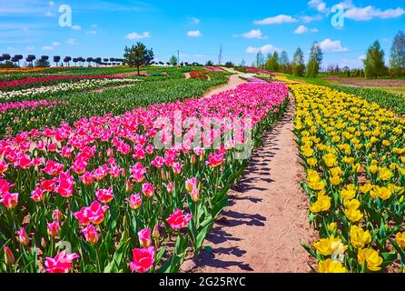 Promenez-vous entre les rangées de tulipes roses et jaunes florissant dans le domaine de l'arboretum Dobropark, région de Kiev, Ukraine Banque D'Images