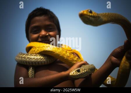 Une fille de la communauté ethnique Bedey joue avec des serpents. Les Bedeys appartiennent principalement au groupe ethnique Mong-tong de l'ancien État birman d'Arakan qui s'est installé à Bikrampur près de Dhaka et s'est ensuite étendu vers des régions reculées du Bengale et d'Assam. Traditionnellement, ils pratiquent la médecine populaire et la guérison spirituelle pour les moyens de subsistance, en plus d'être des cacheurs de serpents et des charmeurs de serpents. La communauté vit généralement dans des grappes de manchas (plates-formes), ou dans des cabanes au bord des rivières ou sur des bateaux. Dhaka, Bangladesh. 2007. Banque D'Images