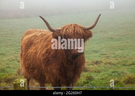 Portrait d'un Scottish Highland Cow debout dans une misty champ Banque D'Images