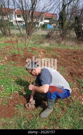 Un jeune agriculteur plante un arbre fruitier dans son champ au début du printemps dans la province d'Udine, Friuli-Venezia Giulia, au nord-est de l'Italie Banque D'Images