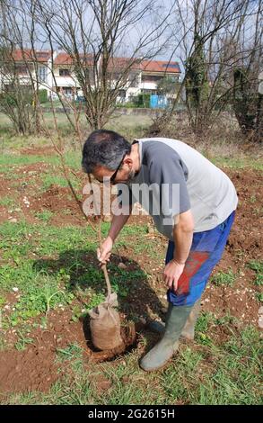 Un jeune agriculteur plante un arbre fruitier dans son champ au début du printemps dans la province d'Udine, Friuli-Venezia Giulia, au nord-est de l'Italie Banque D'Images