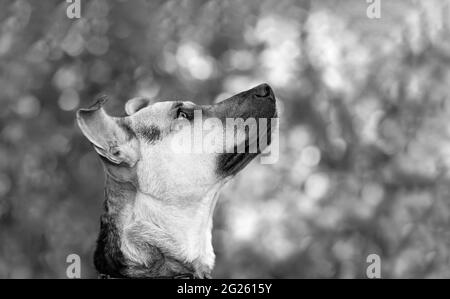 Un profil d'UN chien allemand Sheppard regardant avec impatience au format d'image noir et blanc Banque D'Images