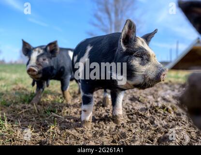 Porcelets jouant à la ferme Banque D'Images