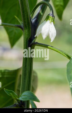 Fleur de piment jalapeño, Capsicum annuum, croissant en serre. Banque D'Images