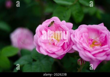 l'abeille pollinise des fleurs roses, espace libre Banque D'Images