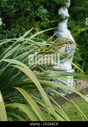 Tête de fleur émergeant sur une cordyline australis, communément connue sous le nom de chou, chou-palme ou tī kōuka Banque D'Images