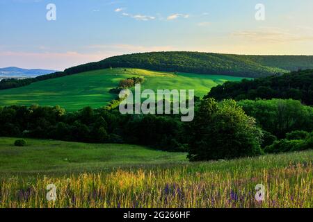 Paysage de printemps juste avant le coucher du soleil. Les derniers rayons du soleil éclairent l'herbe avec des fleurs de prairie. Également champ avec forêt. Hrabovka, Slovaquie. Banque D'Images
