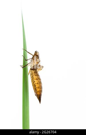 Exuvia d'une larve métamorphisée de l'espèce libellule damsel bleu-vert sur une feuille verte Banque D'Images