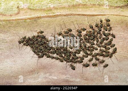 La colonie commune de Barklouse (Cerastipsocus venosus) se rassemblait dans une branche de myrte de crêpe la nuit à Houston, au Texas. Banque D'Images