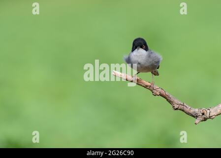 Paruline sarde (Sylvia melanocephala) oiseau adulte mâle avec yeux rouges et tête noire perchée sur branche avec fond vert clair Banque D'Images