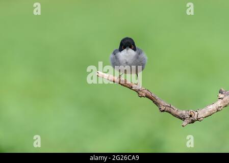 Paruline sarde (Sylvia melanocephala) oiseau de famille de Paruline mâle adulte avec yeux rouges et tête noire perchée sur branche avec fond vert clair Banque D'Images