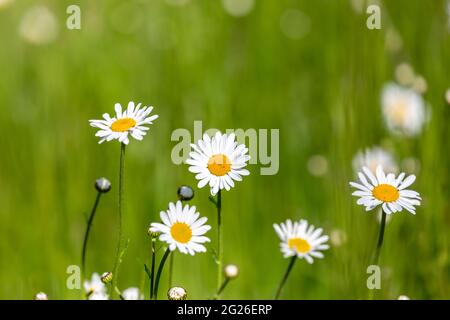 Leucanthemum vulgare, communément connu sous le nom de pâquerettes d'œnox qui fleurissent au soleil Banque D'Images