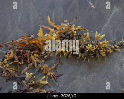 Manzanilla-Mayaro, Trinidad : algues Sargassum sur les plages de Manzanilla-Mayaro. Dans les Caraïbes, il y a eu une augmentation importante au cours des dernières années. Banque D'Images