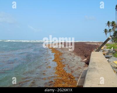 Manzanilla-Mayaro, Trinidad : algues Sargassum sur les plages de Manzanilla-Mayaro. Dans les Caraïbes, il y a eu une augmentation importante au cours des dernières années. Banque D'Images