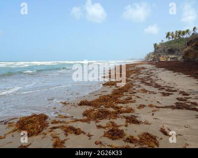 Manzanilla-Mayaro, Trinidad : algues Sargassum sur les plages de Manzanilla-Mayaro. Dans les Caraïbes, il y a eu une augmentation importante au cours des dernières années. Banque D'Images