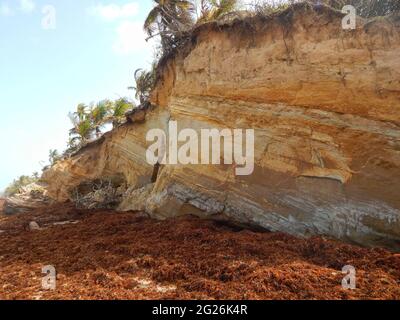 Manzanilla-Mayaro, Trinidad : algues Sargassum sur les plages de Manzanilla-Mayaro. Dans les Caraïbes, il y a eu une augmentation importante au cours des dernières années. Banque D'Images